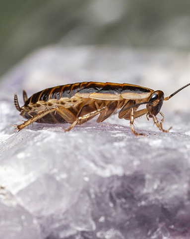 Cockroach Control Made Simple: The Best Way To A Roach-Free Corona Home